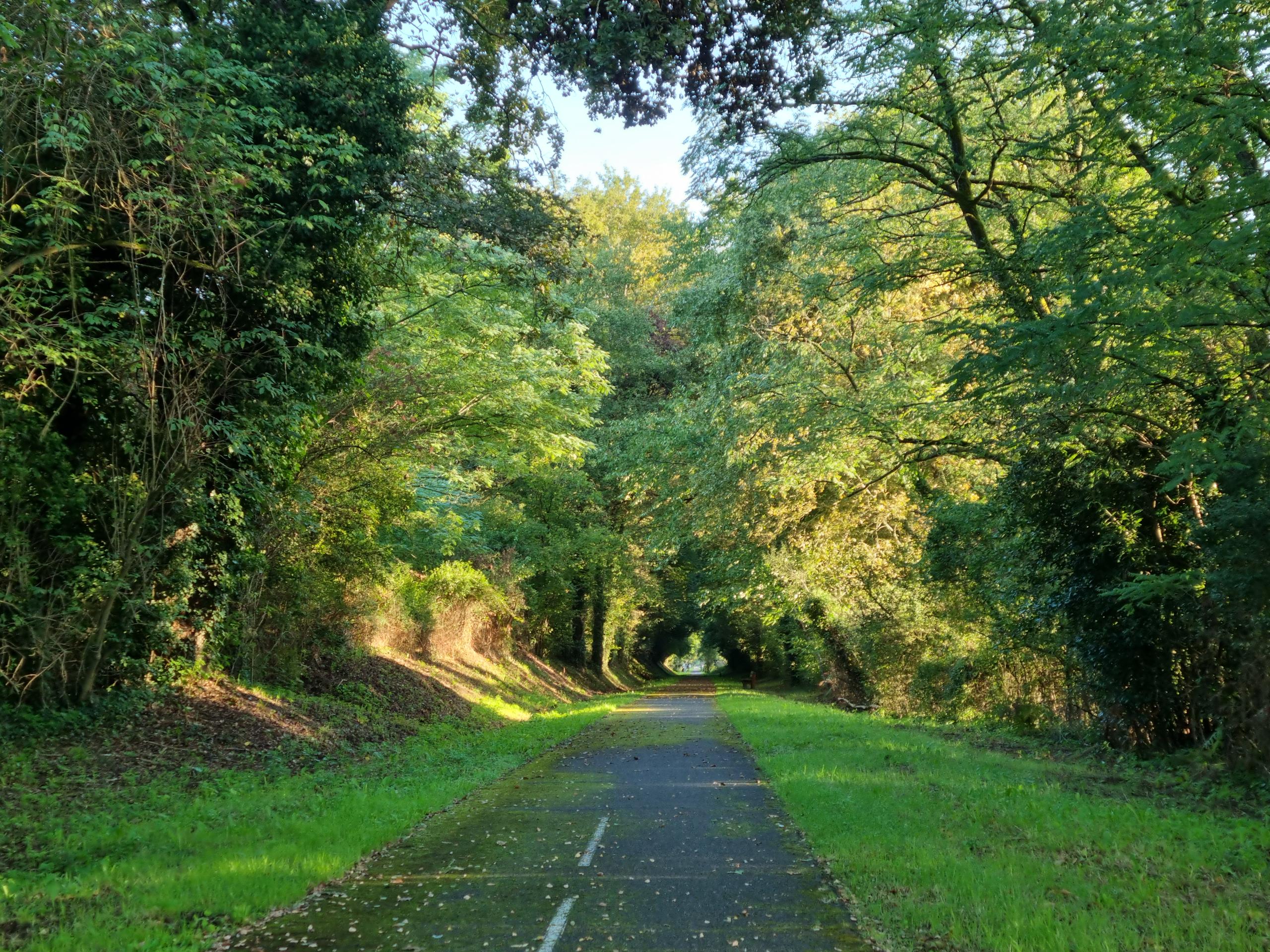 La forêt de la Double Saintongeaise