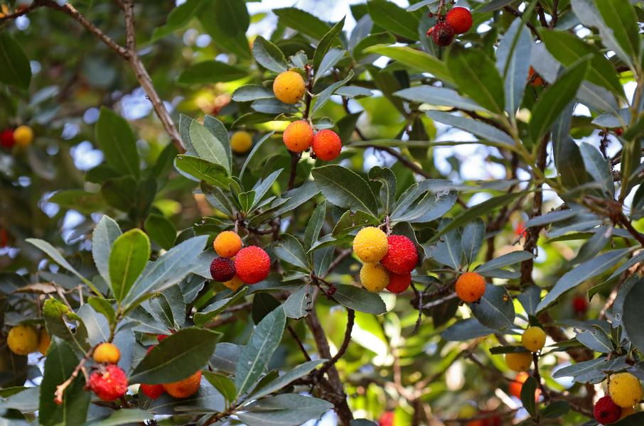 Point rencontre : La flore des îles méditerranéenne (Porquerolles)_Hyères