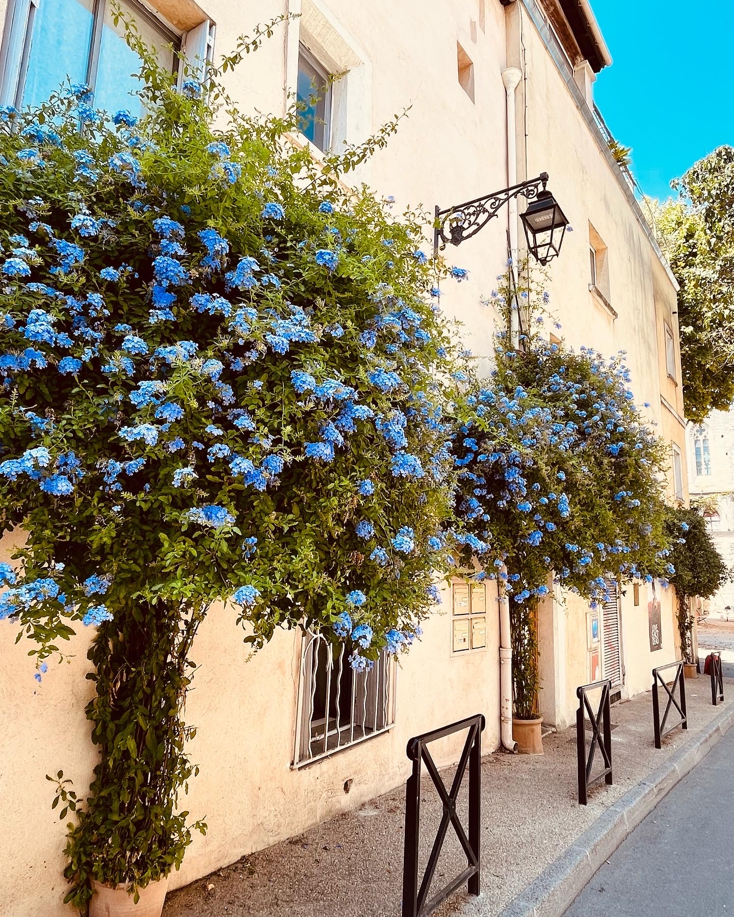 L’Appart aux fleurs bleues