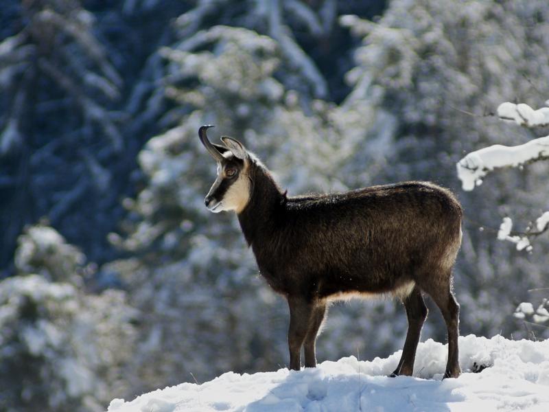 Une montagne à partager_Les Contamines-Montjoie