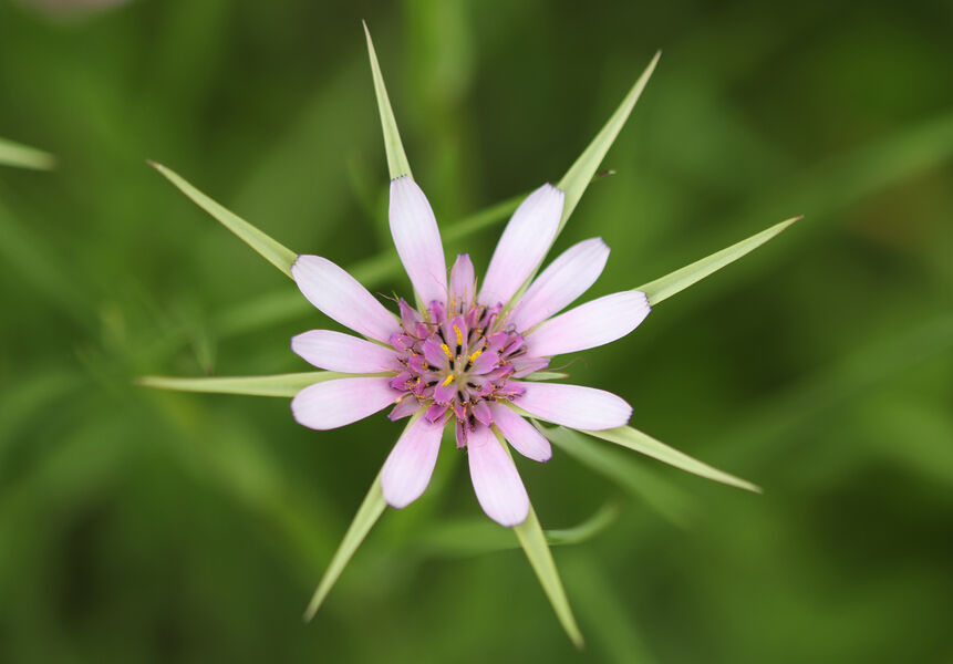 Fleur étoilée de salsifis
