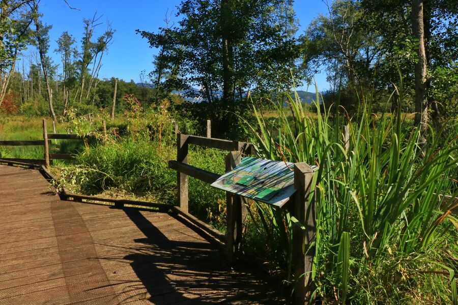 Marais de Lavours et vignobles du Bugey