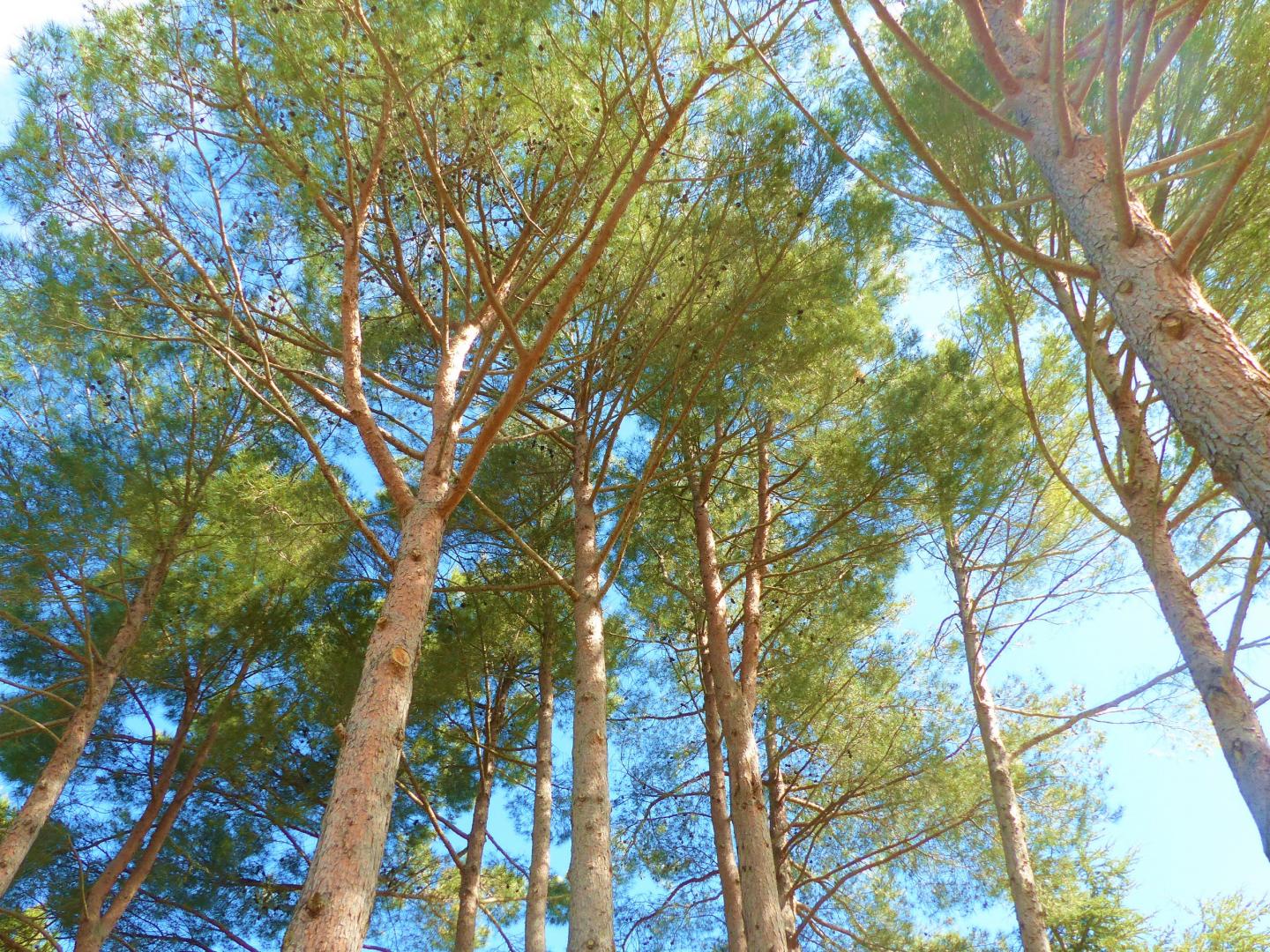 La Pinède, Peynier - photo 6