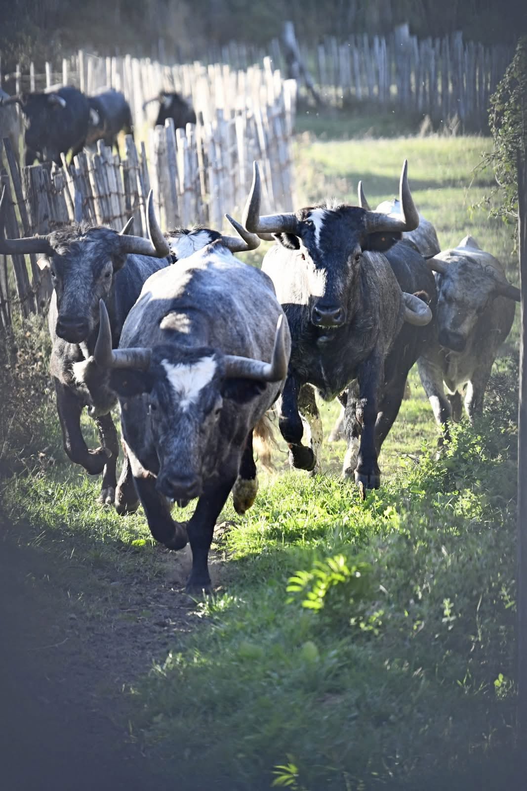 Ganadéria François André : Visites, vente de viande et de charcuterie de la Manade