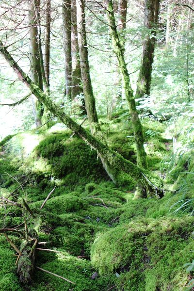 Arbres tordus de la forêt domaniale RTM du Brevon