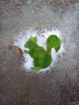 Les Rendez-Vous Nature  - Sur les traces de Bon œil l'écureuil_Neaux