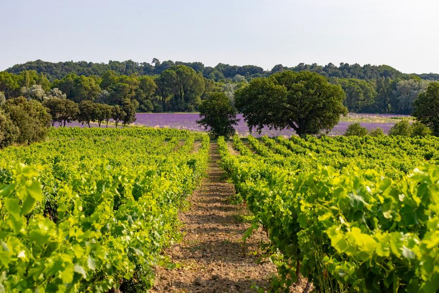 Vignes et délices à vélo_Valaurie