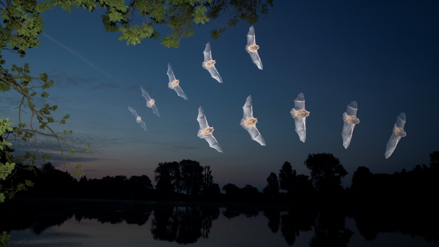 Suivis participatifs de chauves-souris en août : Projet Rest-Chir’Eau