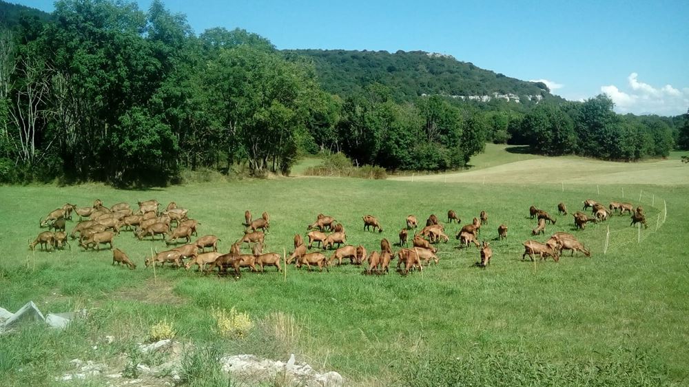Gaec chamoisées
