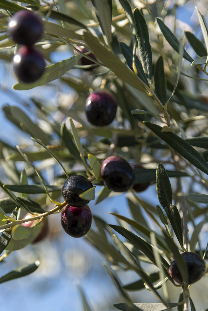 Domaine Vallon des Glauges - photo 5