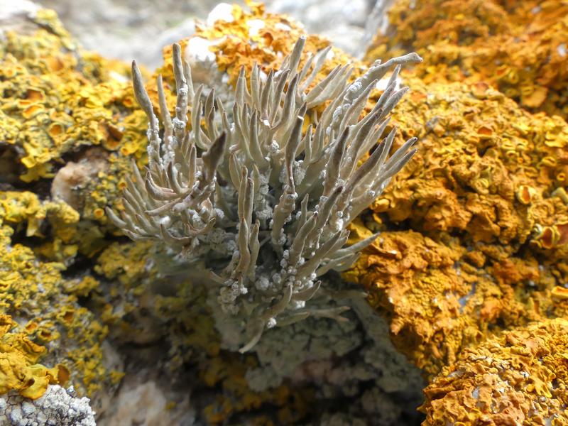 Point rencontre : La flore des îles méditerranéenne (Porquerolles)_Hyères