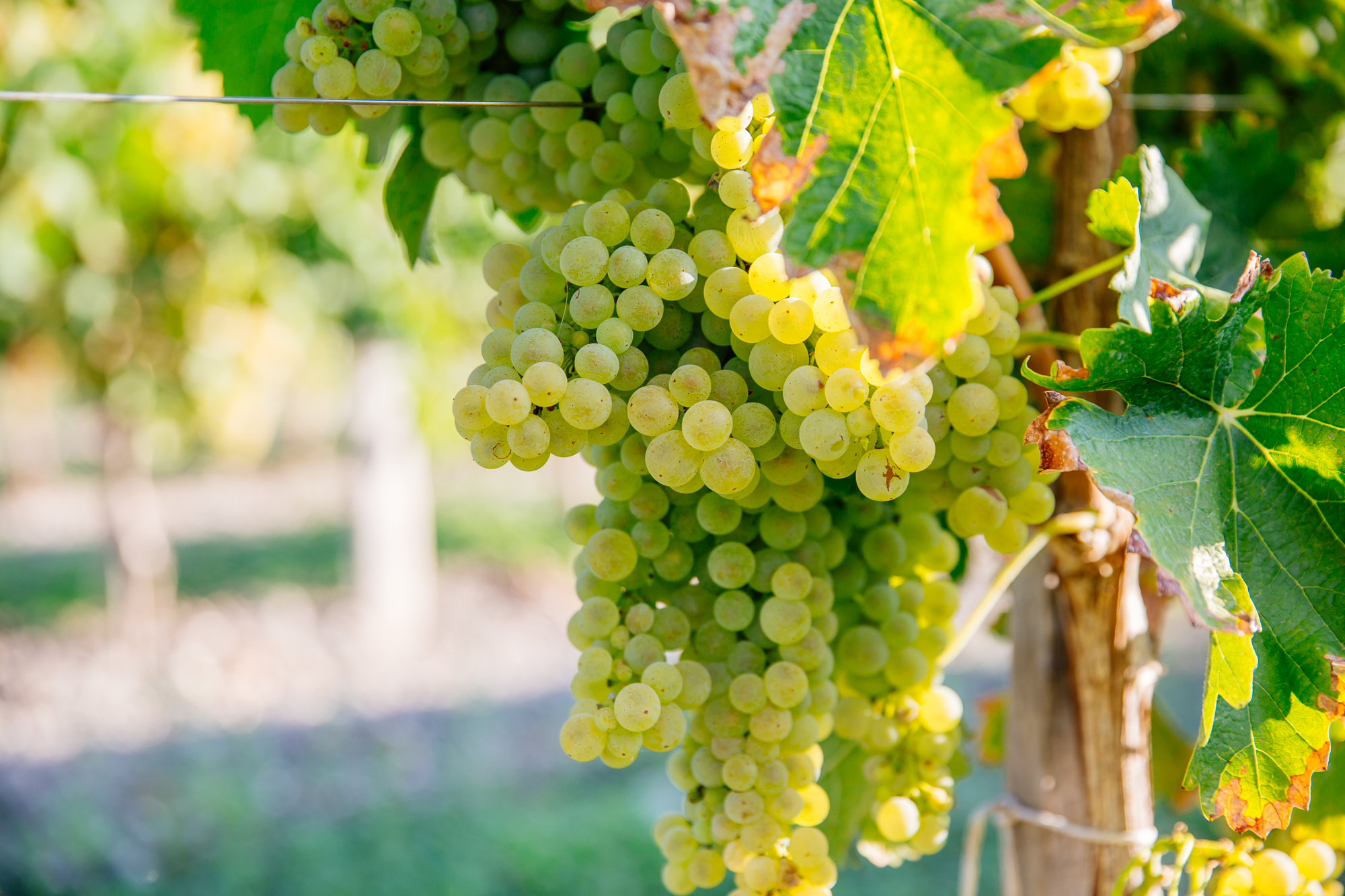 Géocaching Terra Aventura : In Vigny Veritas