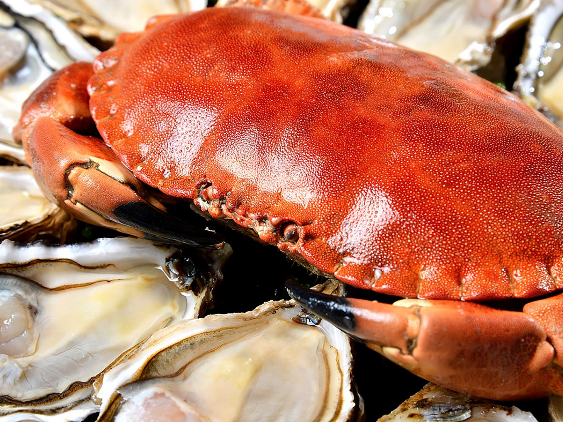 Coquillages du Roy René