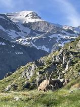 Bouquetins au lac Blanc sous les glaciers de la Vanoise
