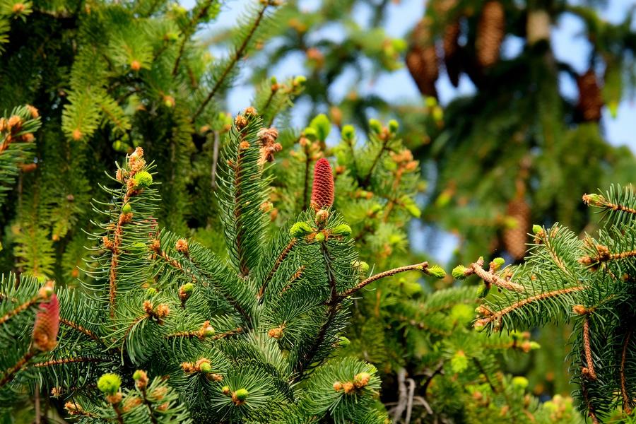 Une journée à l’arboretum_Arcon