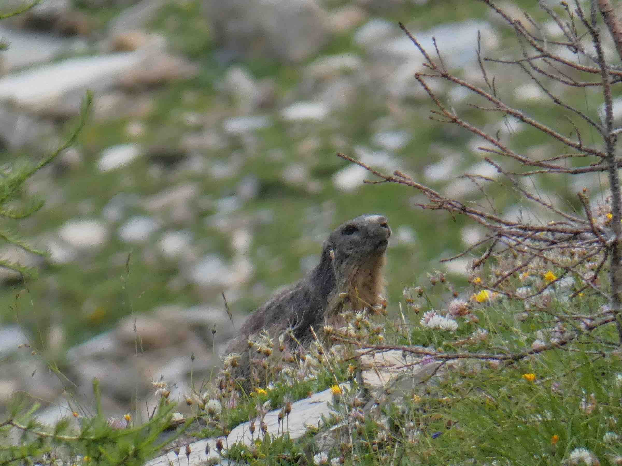 animaux de montagne