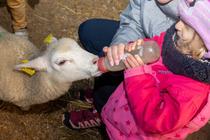 Atelier chips et visites des petits animaux_Boisset-lès-Montrond