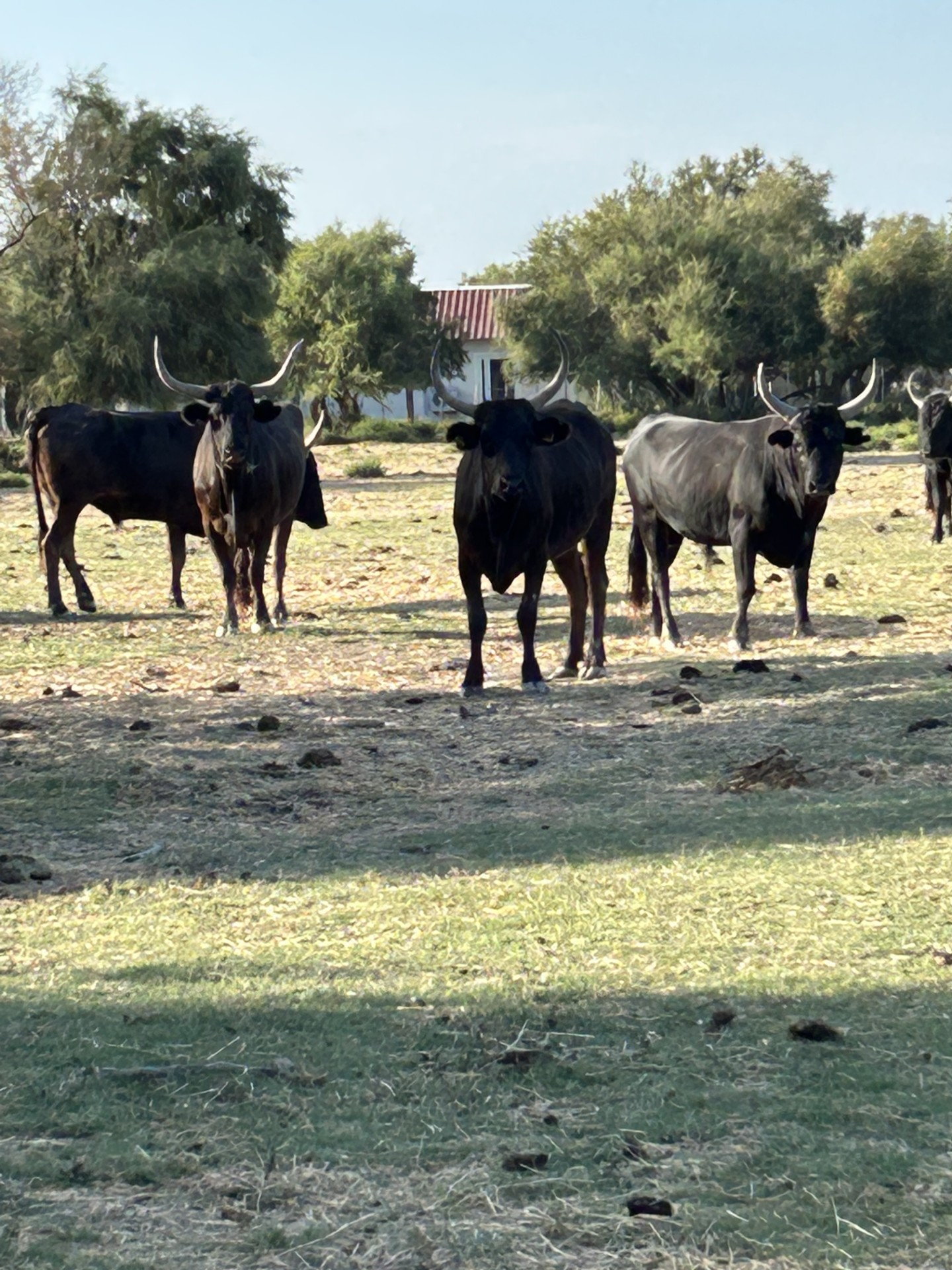 taureaux_camargue