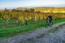 Balade à vélo : Vin, chocolat et patrimoine - Visite guidée_Marcoux