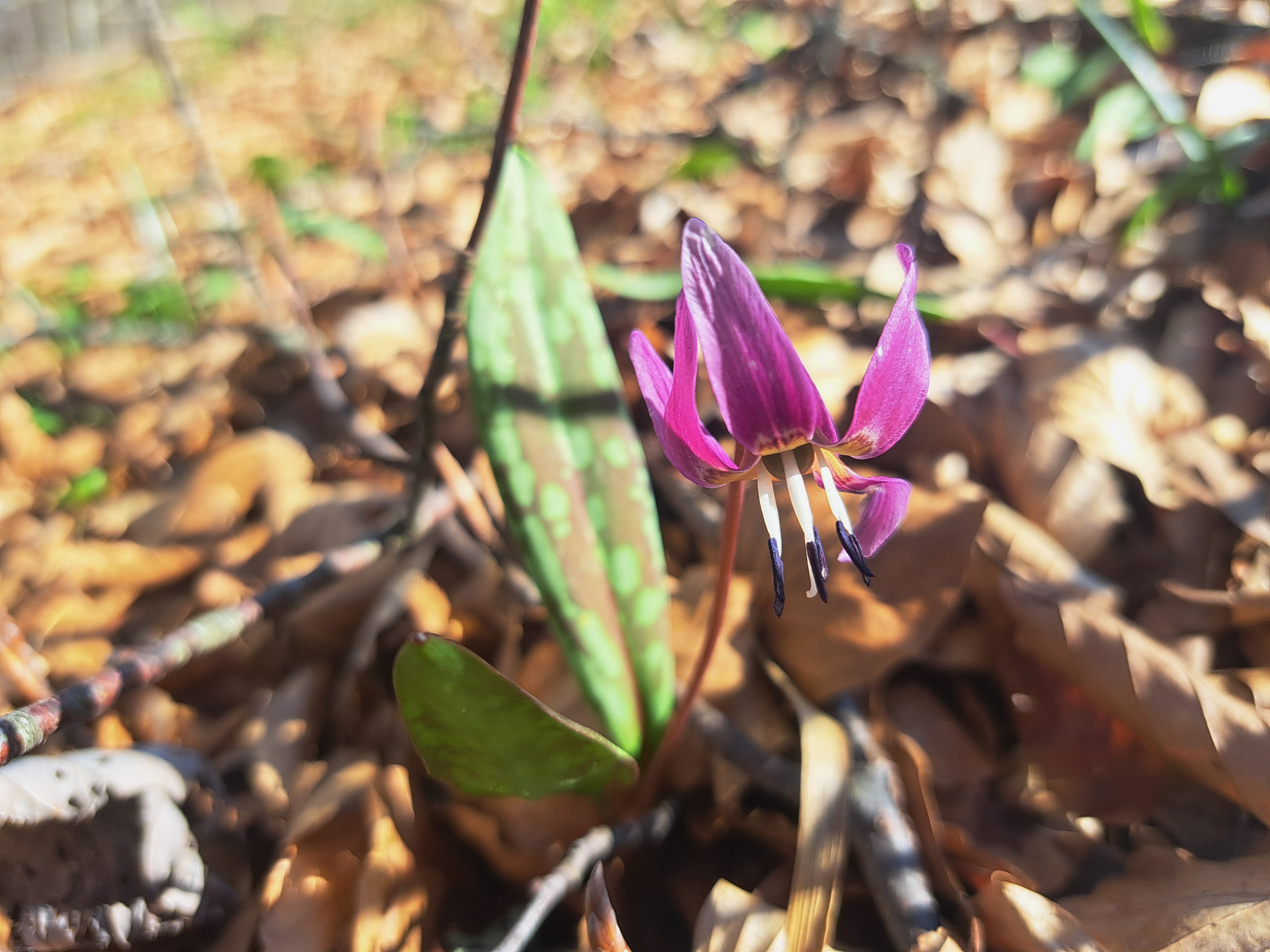 Erythronium Dent de chien