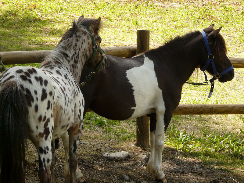 Le Fer à Cheval Peisey-Vallandry