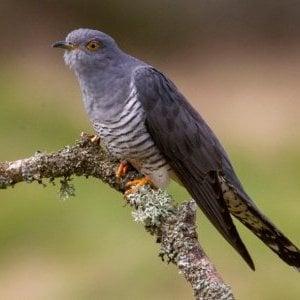 Atelier : Coucou où es-tu ? (6-12 ans) - Maison du Marais de Lavours_Ceyzérieu