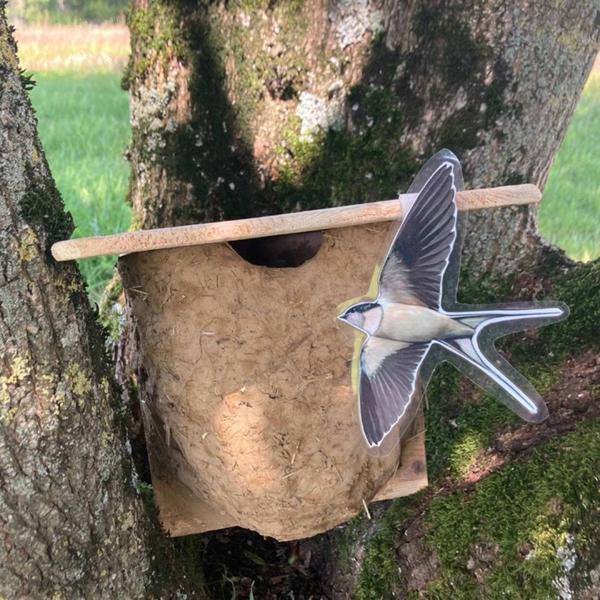 Fabrication d'un nid d'hirondelles_Courtes