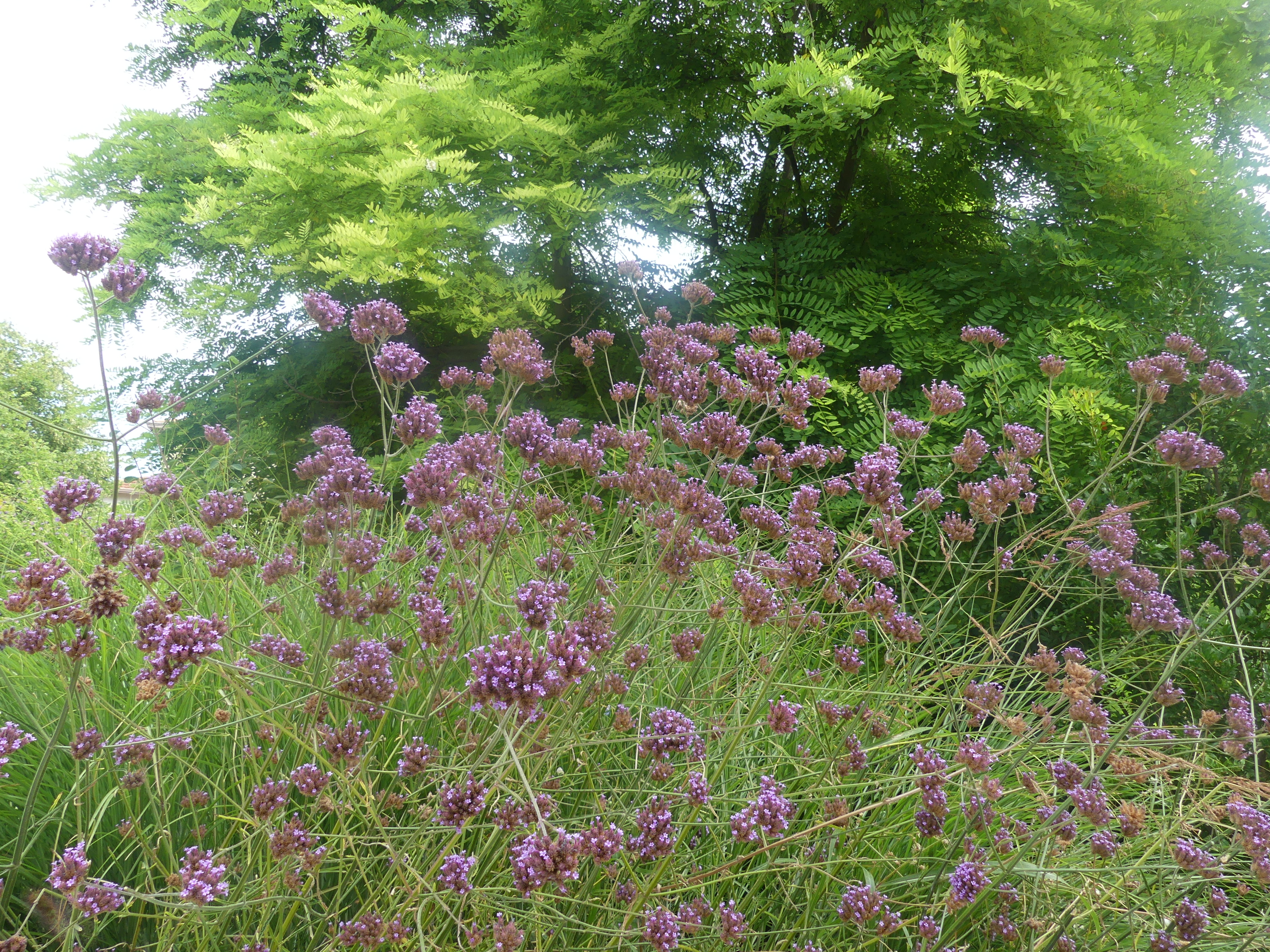 Jardin Salvador Dali, Marignane - photo 5