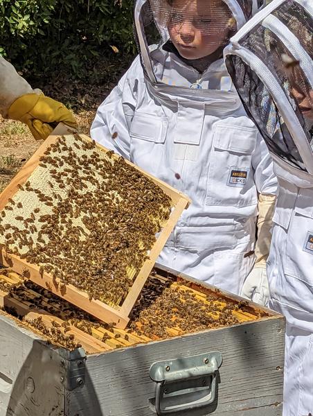 Découvrez la vie intime des abeilles