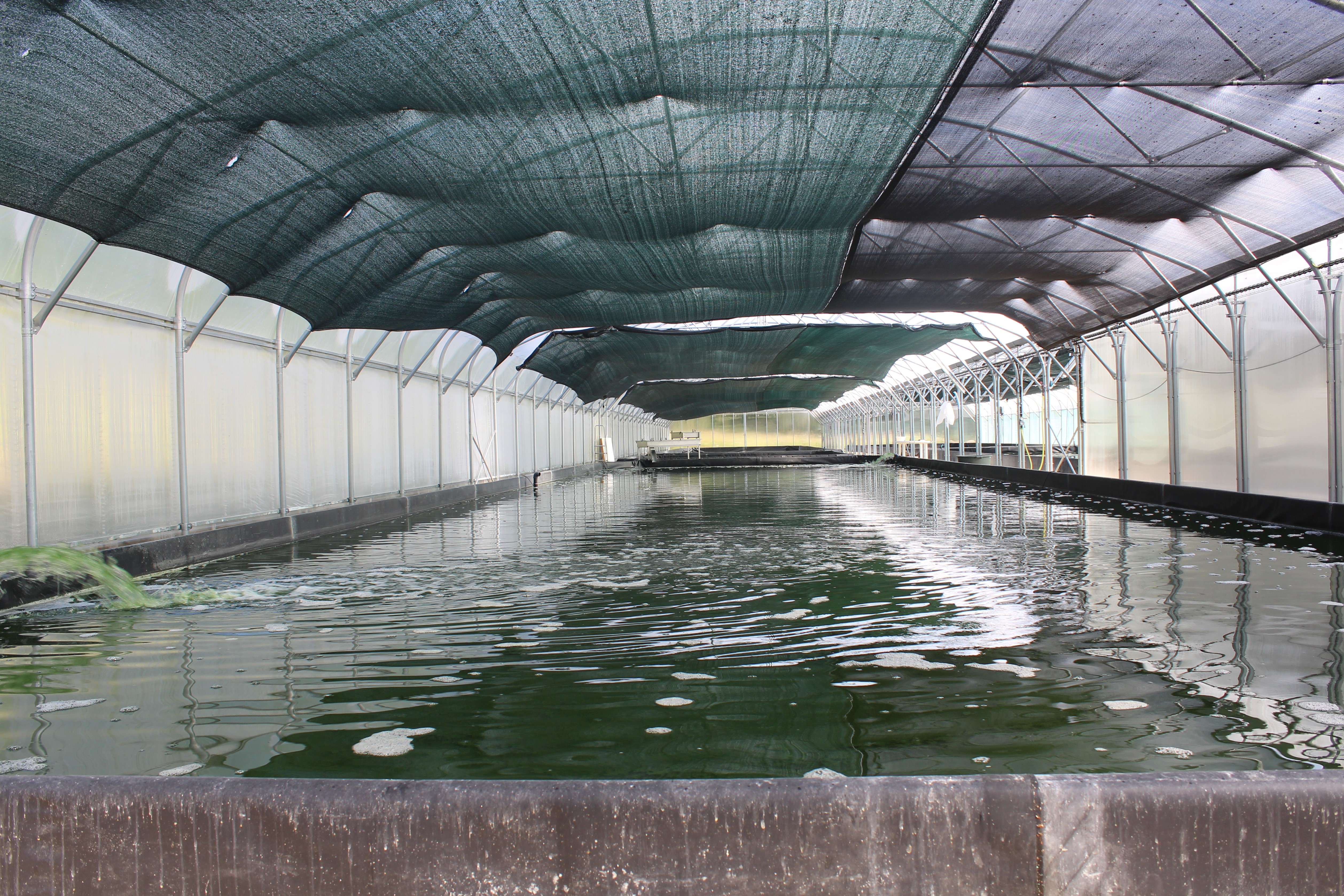 Spiruline - La Salamandre