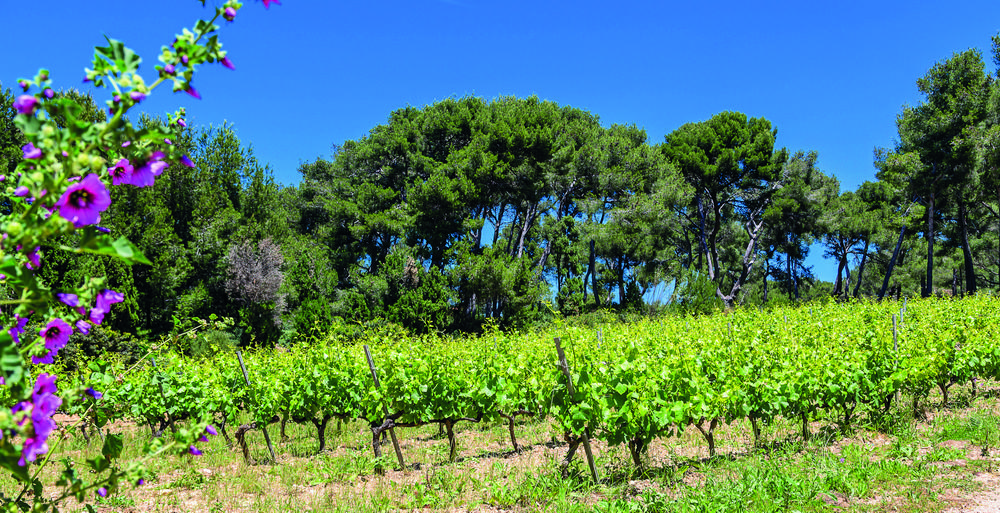 Domaine Ile des Embiez