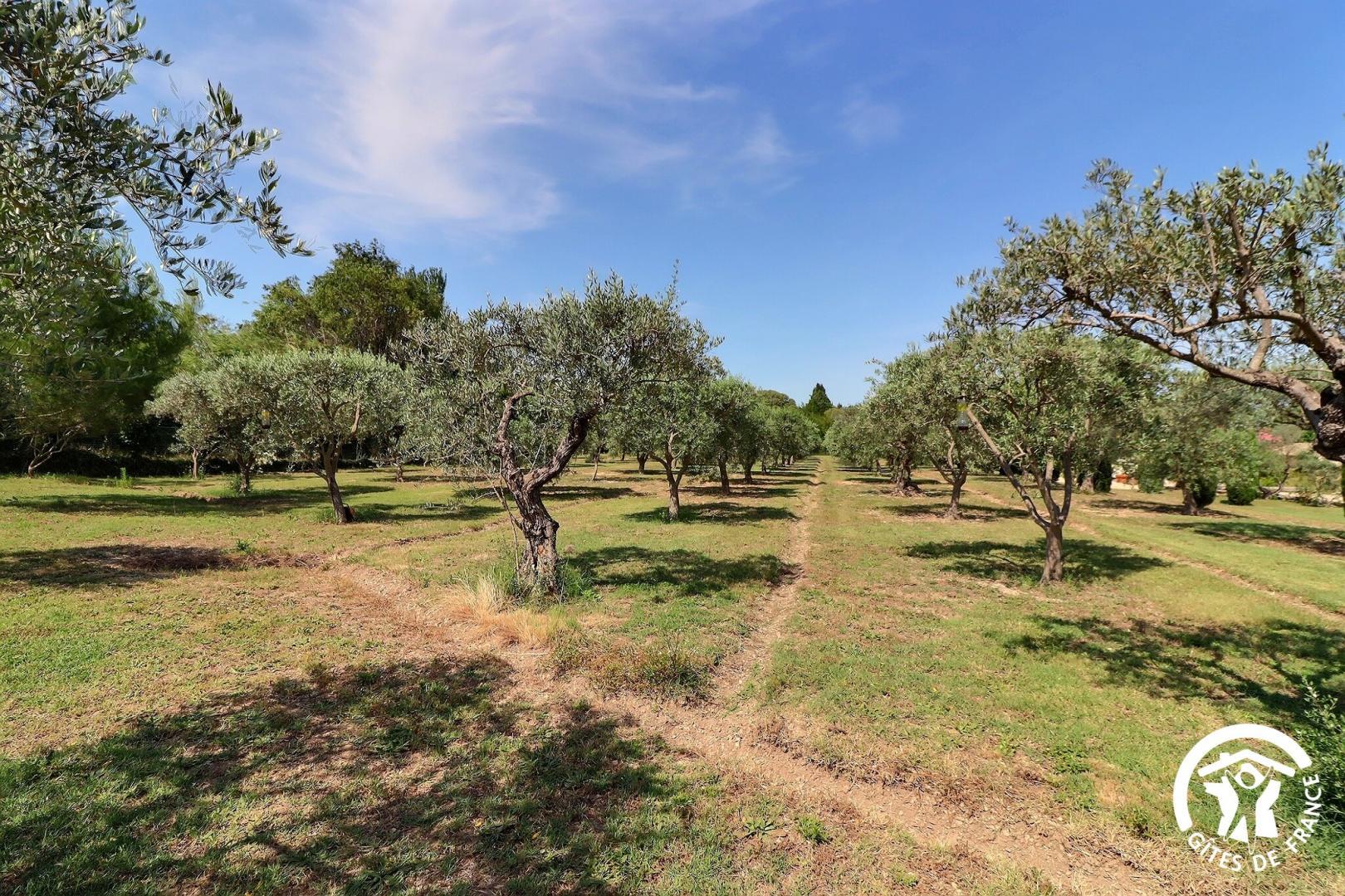 Le Tournesol, Saint-Rémy-de-Provence - photo 6