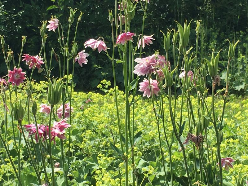 jardins_de_montagne_haberelullin