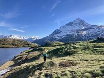 Un bouquetin observe un promeneur sous la Dent Parrachée