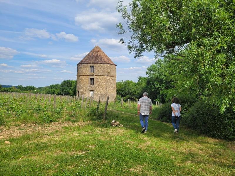Visite Groupe : découverte du Vignoble de Vauhallan avec dégustation 