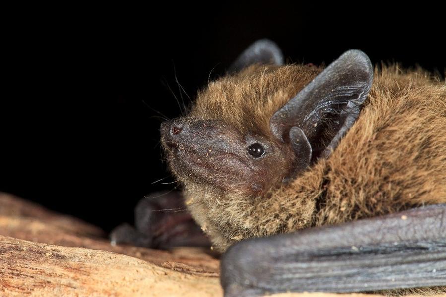 Les ailes de la nuit : à la rencontre des chauves-souris au Domaine de La Bégude_Le Castellet
