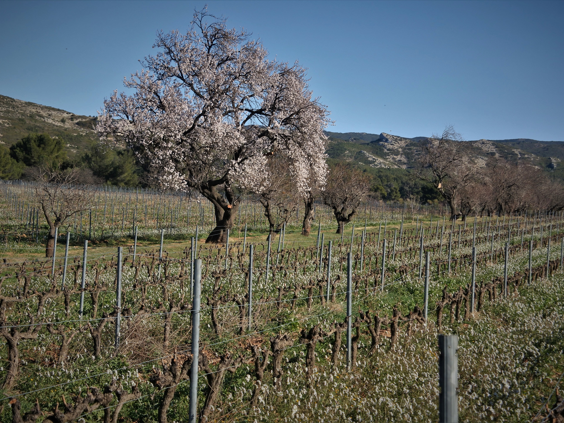 Le vignoble des Alpilles, rêve antique (Circuit 2 / Centre)
