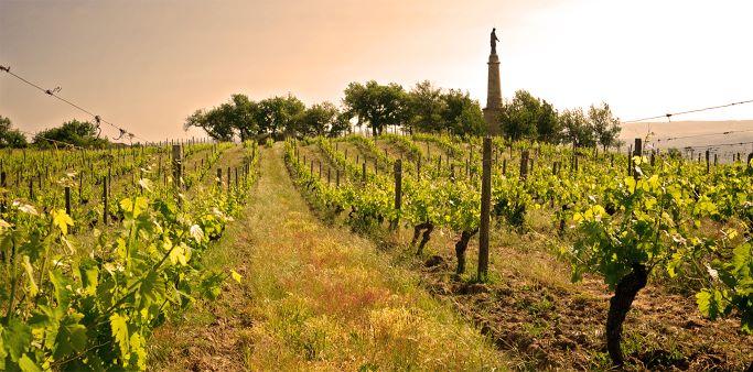 Rando Wine au domaine Verzier_Chavanay