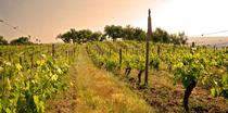 Rando Wine au domaine Verzier_Chavanay