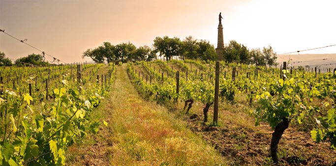 Rando Wine au Domaine Verzier