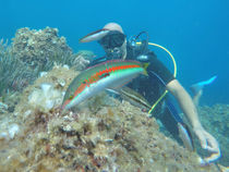 Be Free to Dive - Villeneuve-Loubet