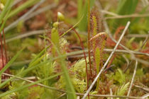 Drosera sortie observation nature Chamrousse