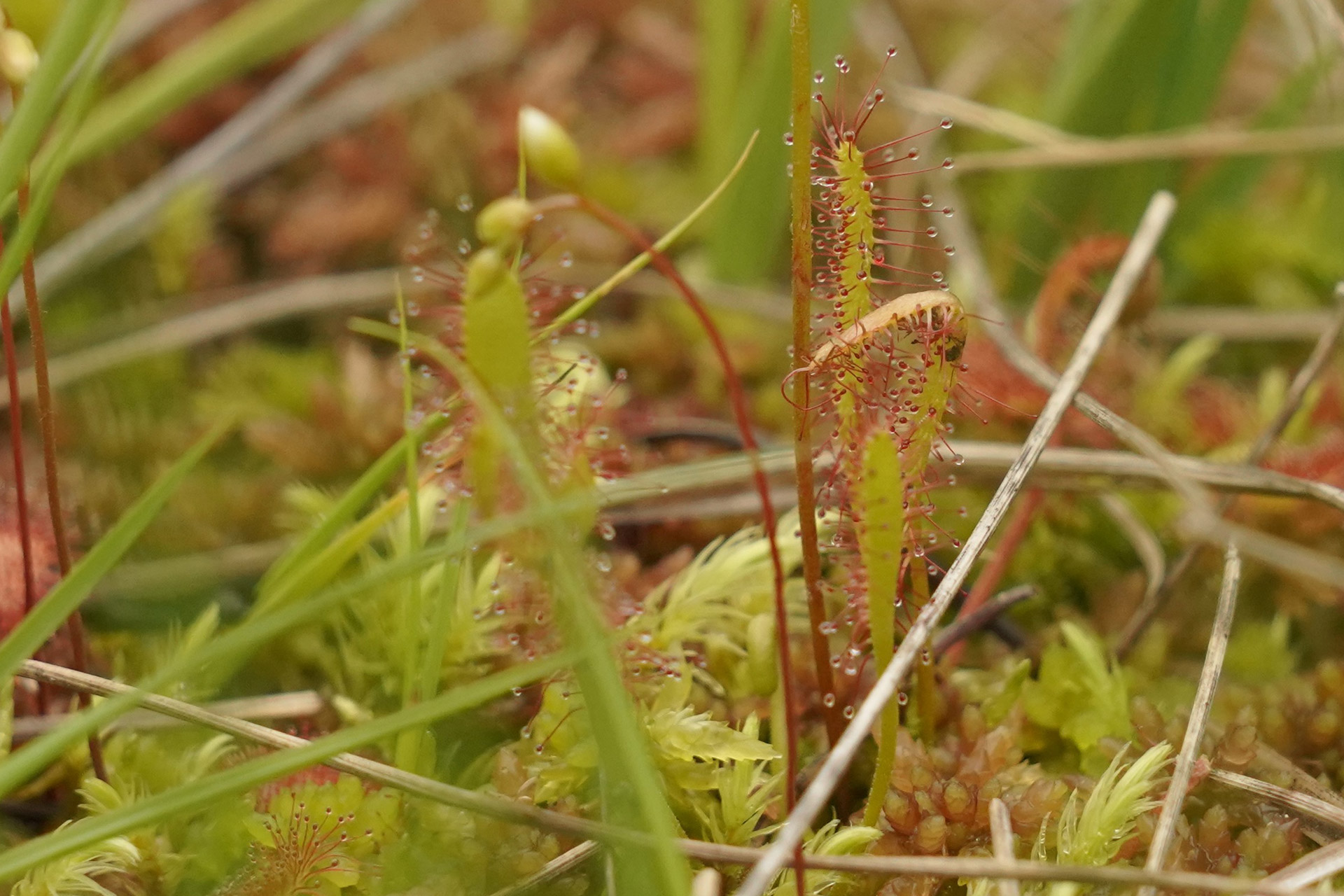 Drosera sortie observation nature Chamrousse