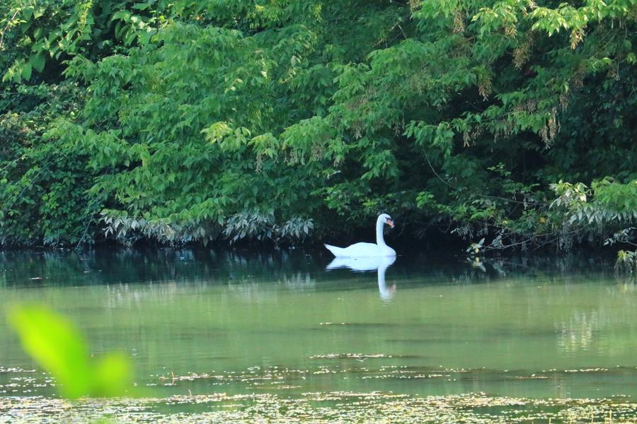 Réserve naturelle - Brangues - Balcons du Dauphiné - Nord-Isère - à moins d'une heure de Lyon