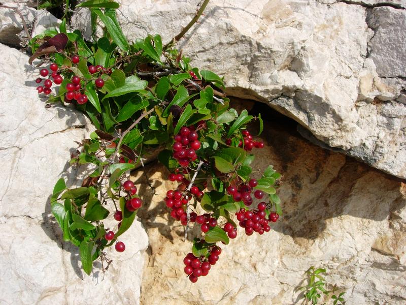 Point rencontre : La flore des îles méditerranéenne (Porquerolles)_Hyères