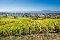 Vignes de Douvaine