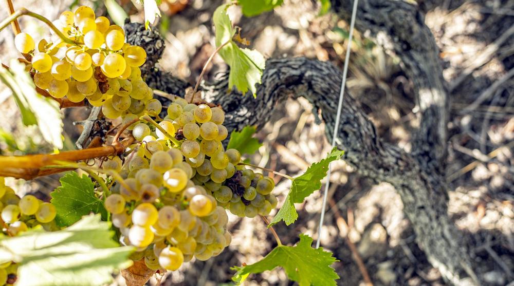 Wine Notes au Domaine Faury_Chavanay