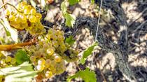 Wine Notes au Domaine Faury_Chavanay