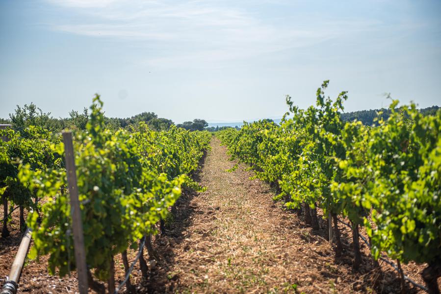 Balade à vélo dans les vignobles du domaine La Croix Chabrières - Bollène