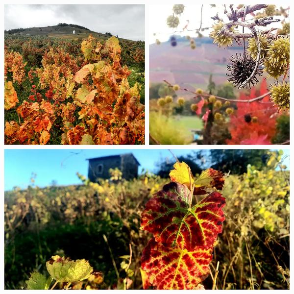 Randonnée gourmande sur le Mont Brouilly